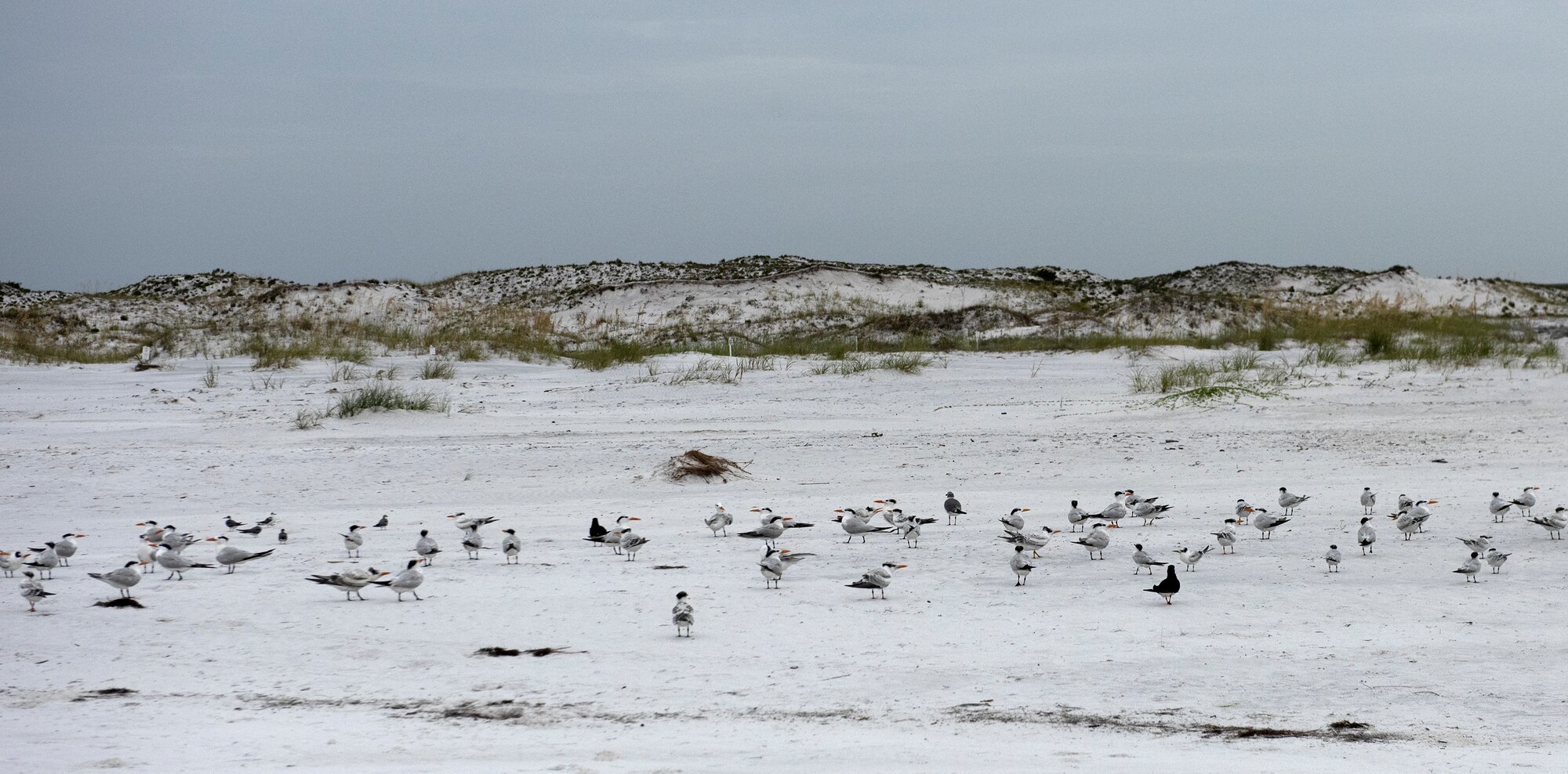 Sea Turtle season comes to an end
