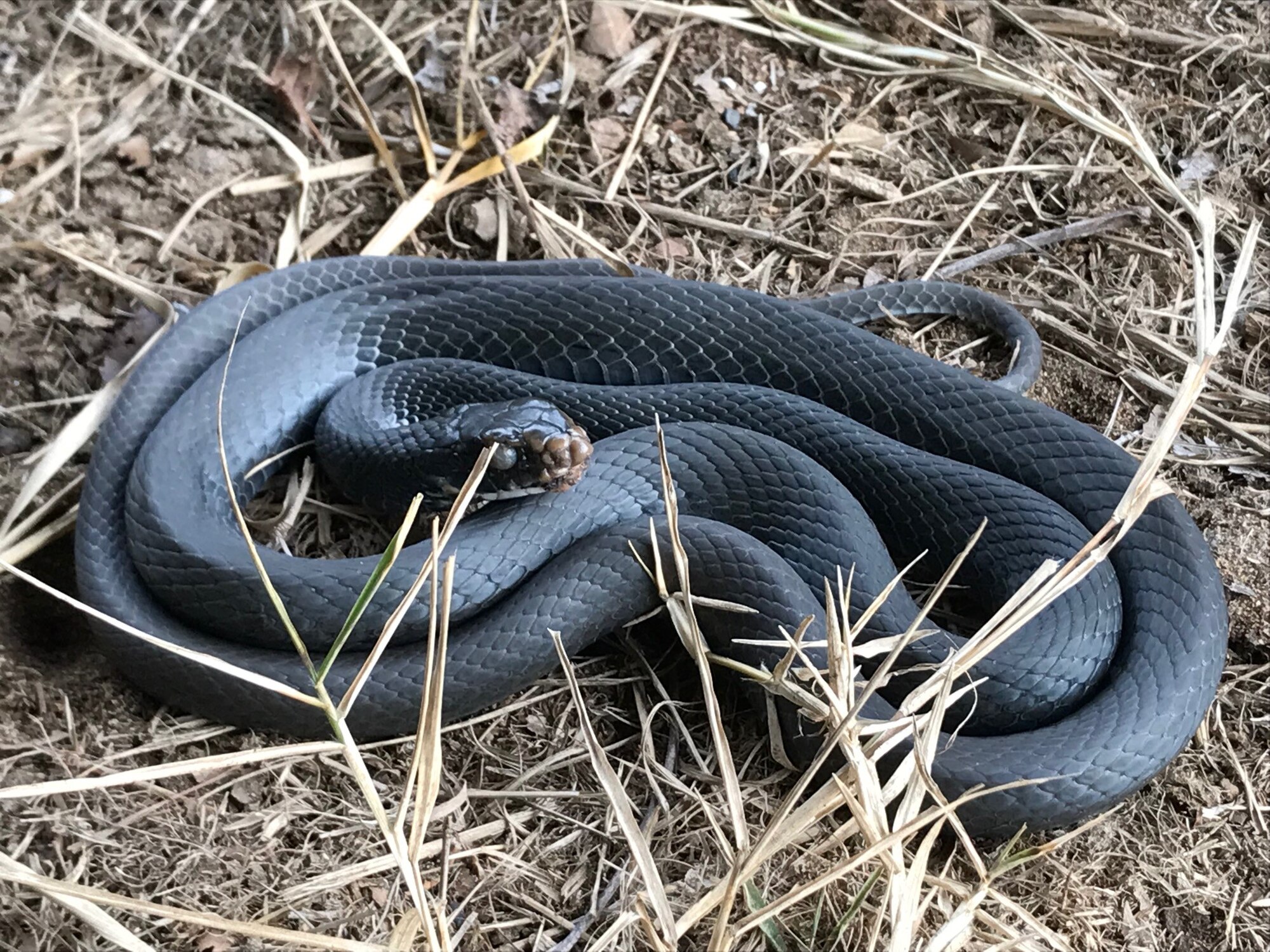 Snake Fungal Disease, as seen in this black racer, can inhibit hunting and feeding. (Photo courtesy of Jeff Butts; Virginia Beach, Virginia)