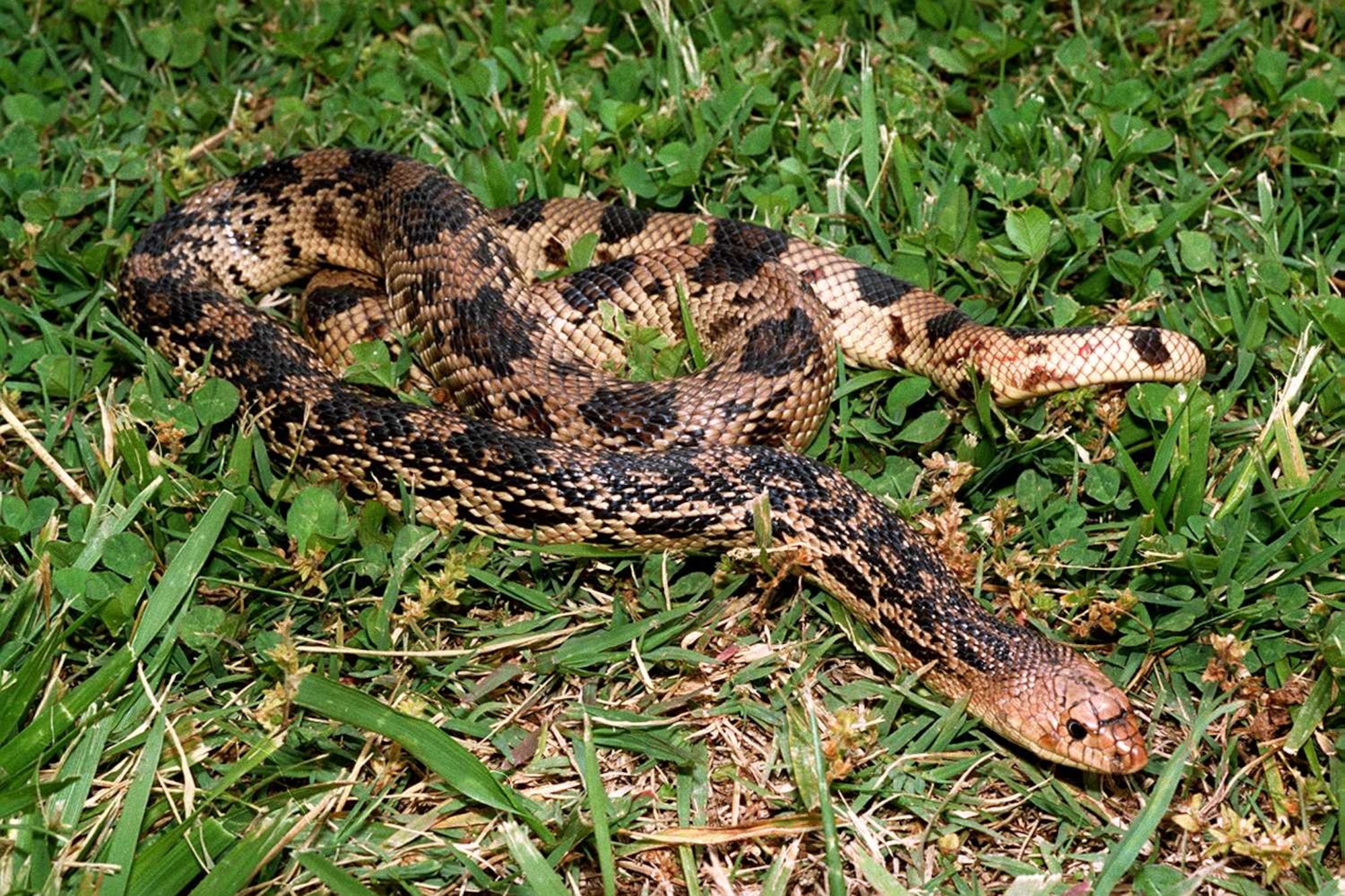 The northern pine snake is a threatened species in Tennessee.  Arnold Air Force Base has one of the largest and best known populations in Tennessee. (U.S. Air Force photo)
