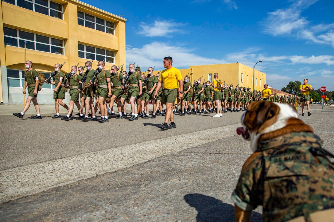 An English bulldog, the Marine Corps mascot, watches Marines as they march in formation.
