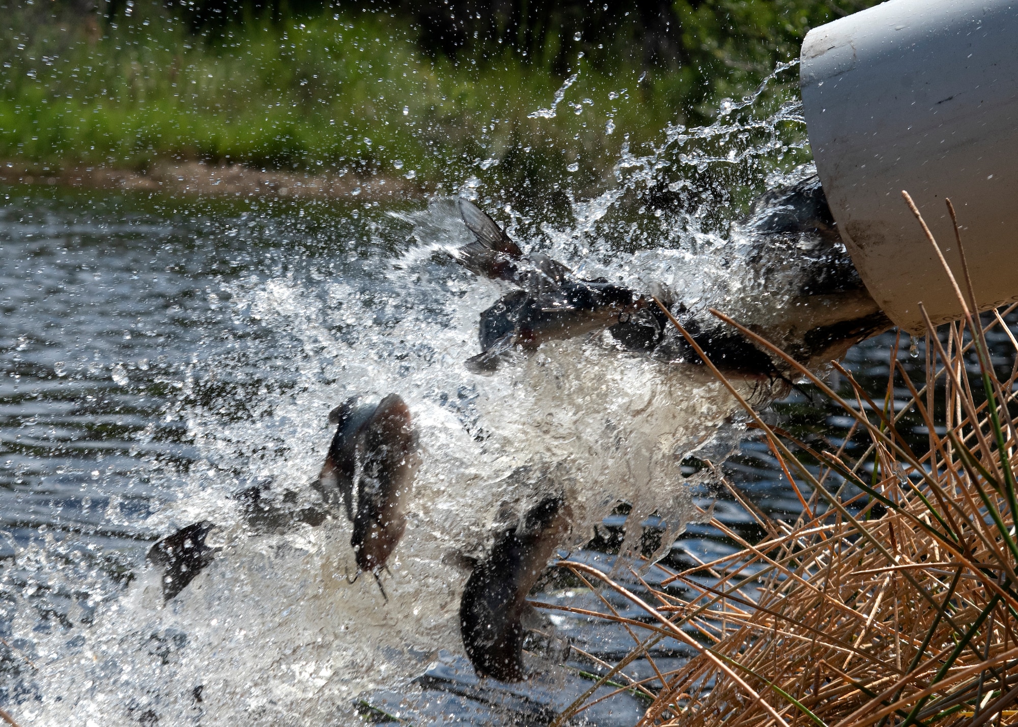 The U.S. Fish and Wildlife Service’s Welaka National Fish Hatchery releases channel catfish at Lewis Lake on MacDill Air Force Base, Florida, Oct. 1, 2021.