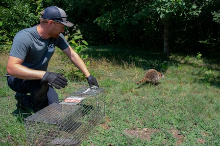 Brendan Popp, Biological Science Technician with the United States Department of Agriculture’s Animal and Plant Health Inspection Service’s Wildlife Services, releases a raccoon back into wild during a portion of the National Rabies Management Program (NRMP) at the Vermont Air National Guard base, South Burlington,  Vermont, July 15, 2021. The goal of the NRMP is to prevent the spread of rabies in wildlife by containing and eliminating the virus. (U.S. Air National Guard photo by Tech. Sgt. Richard Mekkri)
