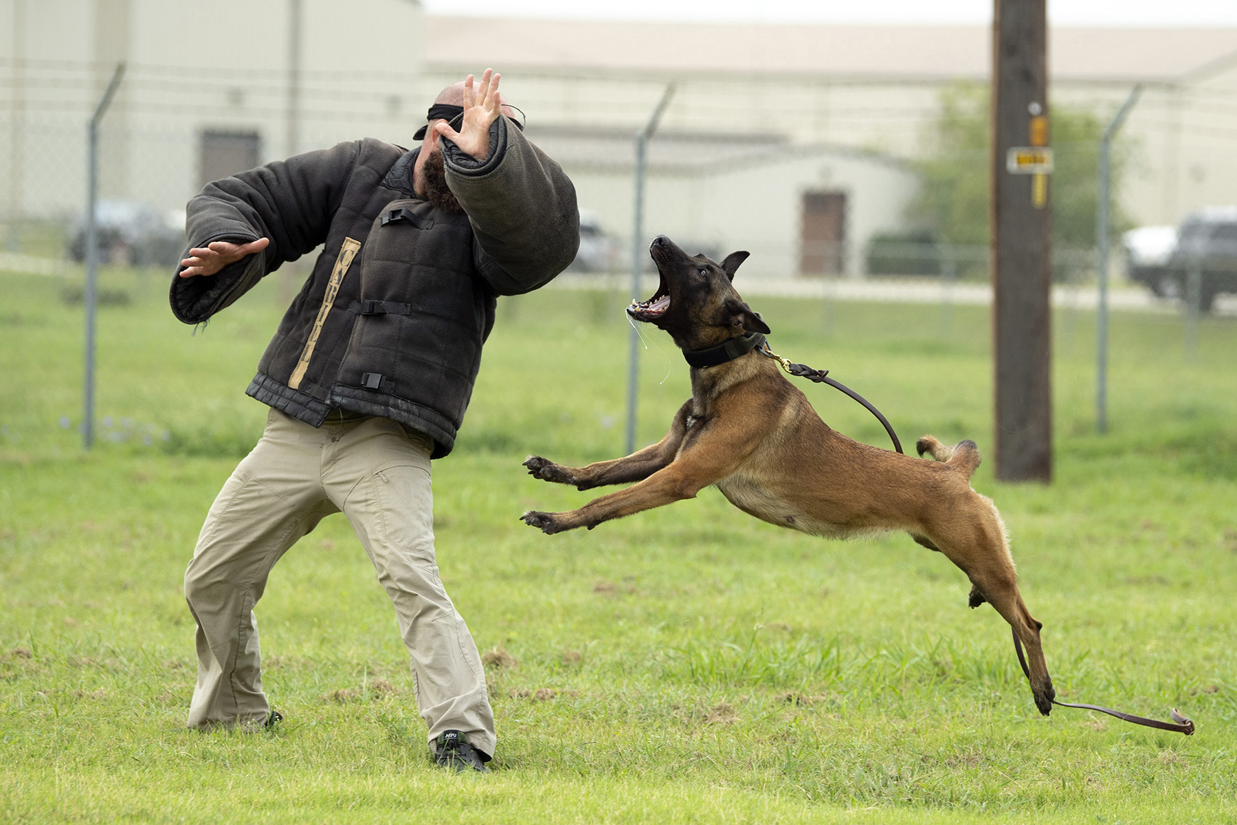 man being attacked in dog training