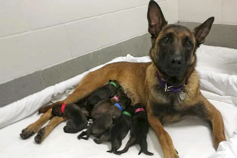 Mama dog with babies feeding