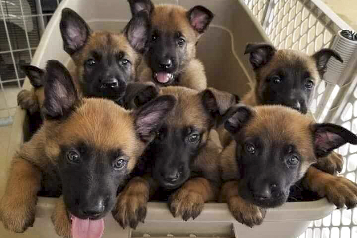 Litter of Belgian Malinois puppies