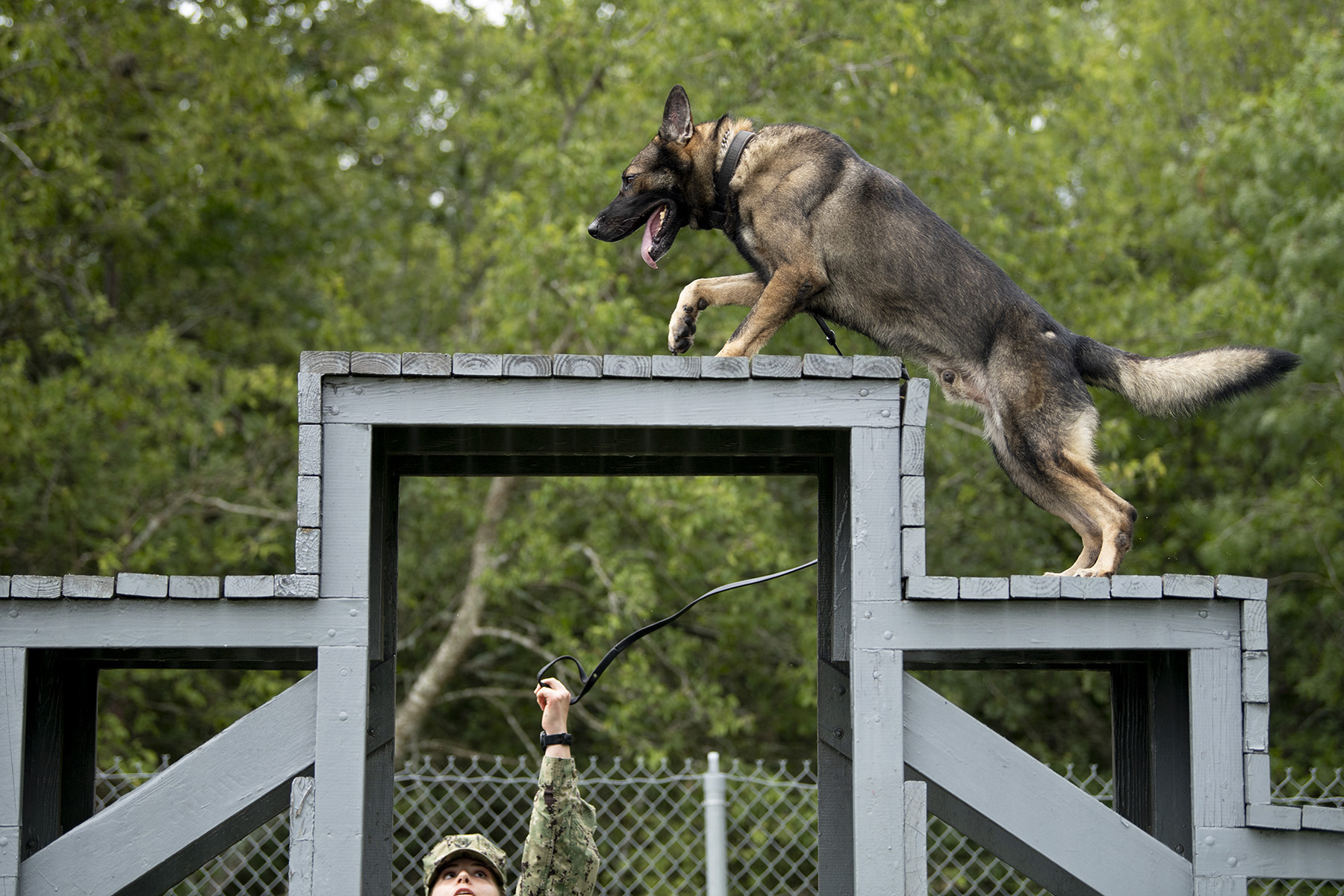 Dog being tested on wodden steps