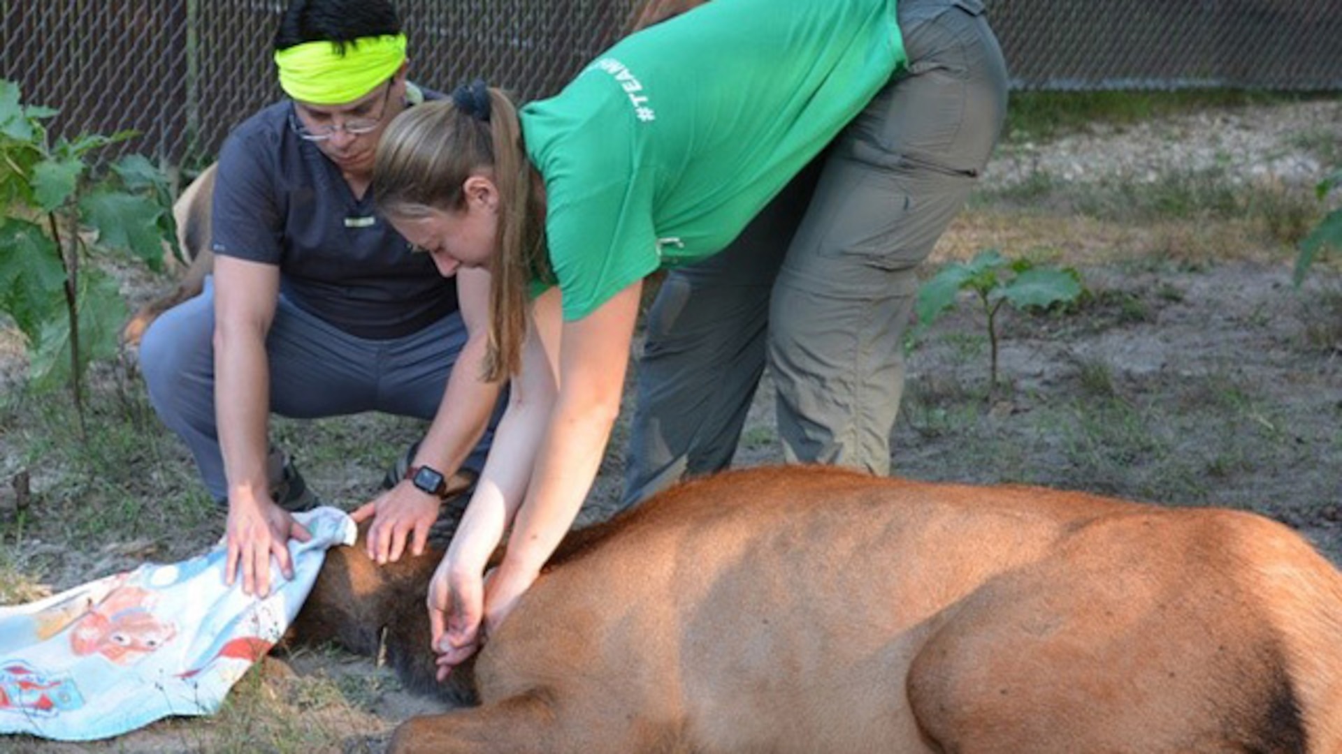 Bellwood Elk get annual checkup, new feeding trough