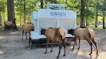Bellwood Elk get annual checkup, new feeding trough