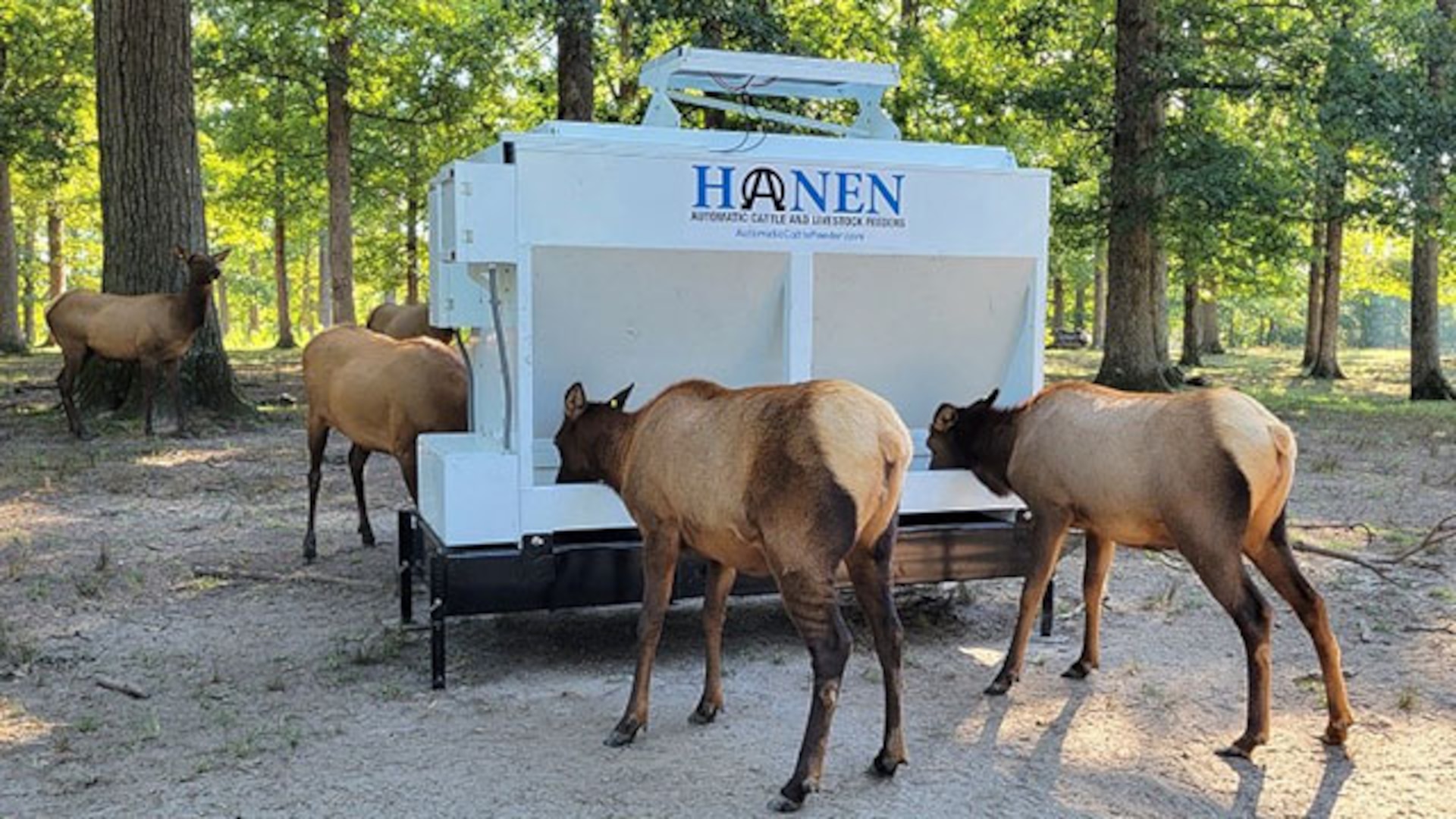 Bellwood Elk get annual checkup, new feeding trough