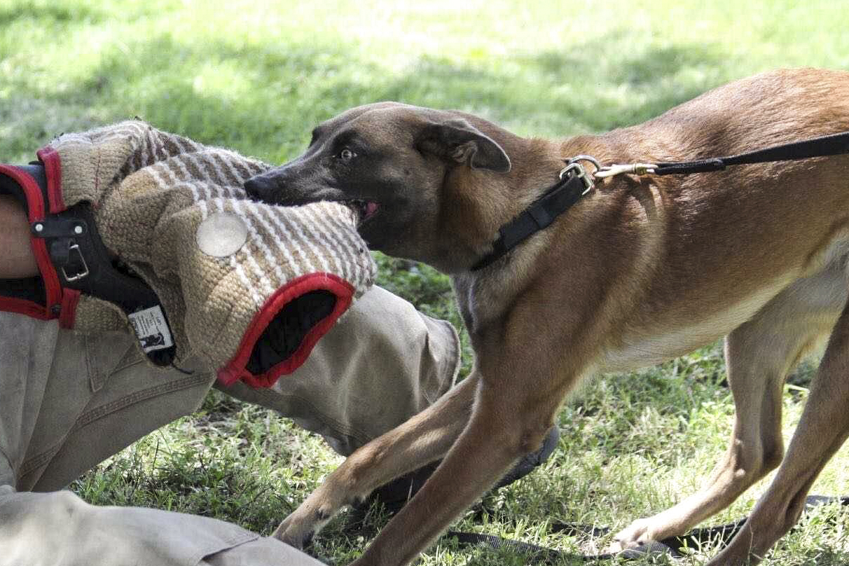 Dog training with trainer in padded suit