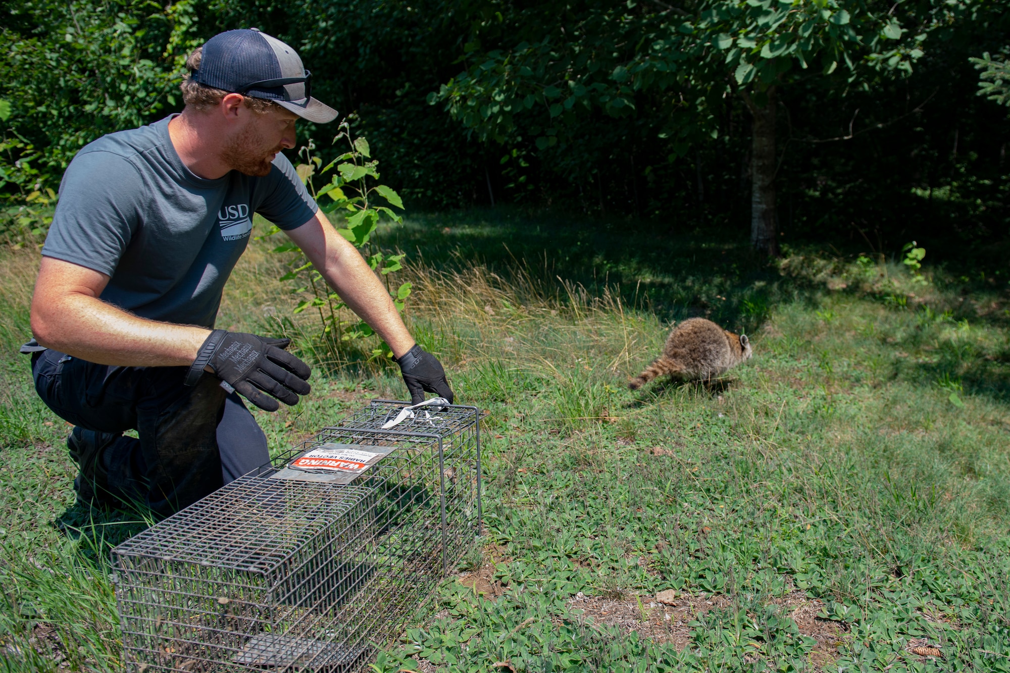 Brendan Popp, Biological Science Technician with the United States Department of Agriculture’s Animal and Plant Health Inspection Service’s Wildlife Services, releases a raccoon back into wild during a portion of the National Rabies Management Program (NRMP) at the Vermont Air National Guard base.