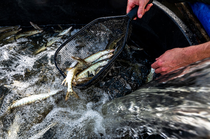 fishing restock at woodcock