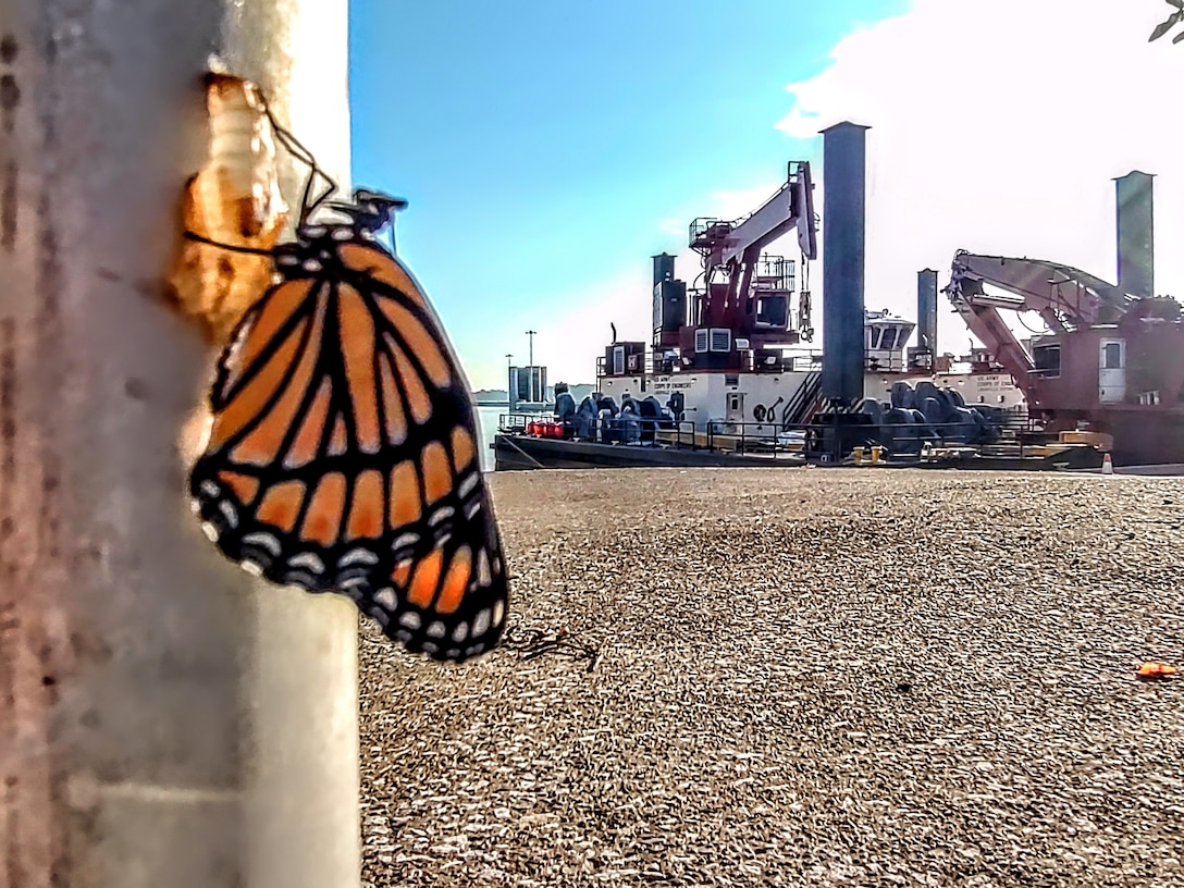 Photo of the week by Casey Shultz | Construction and Chrysalis, Monarch at Olmsted