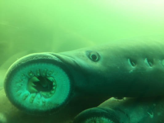 Columbia River Inter-Tribal Fish Commission (CRITFC) staff members process Pacific lamprey before they haul them past Bonneville Dam, June 30, 2021. In fact, CRITFC transported the largest-ever number of lamprey upriver for the Umatilla, Yakama and Nez Perce tribes to release into tributaries in the upper Columbia and Snake River basins in 2021. CRITFC collected and transported 5,714 fish with less than one percent mortality.  (U.S. Army photo by Chris Gaylord)