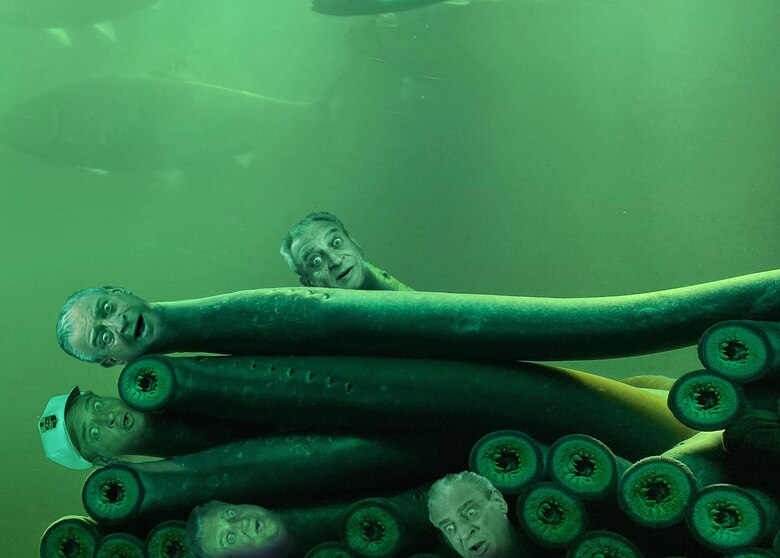Two-dozen Pacific lamprey/Rodney Dangerfields attach themselves to a fish viewing window at Bonneville Lock and Dam as they make their way upstream. This fish from before the time of the dinosaurs is gruesome, scary, nightmare fuel or part of the “Upside Down” in Stranger Things … and because of those things, lamprey were like the Rodney Dangerfield of fish: They don’t get no respect. 

Lamprey are also important to Columbia Basin tribes because of their rich, fatty meat that provided a food source for during feasts and celebrations. (U.S. Army photo illustration by Chris Gaylord, image by Heather Monti)
