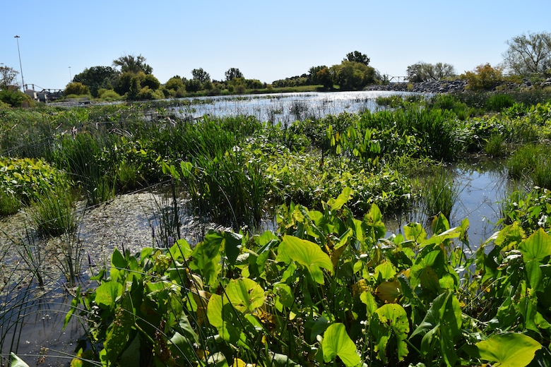 Green aquatic plants in a pond.