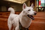 Maverick, a Siberian Husky who functions as the chapel dog for the 502nd Air Base Wing Chaplain Corps, waits for a treat at the Gateway Chapel, Oct. 12, 2021, Joint Base San Antonio - Lackland, Texas.