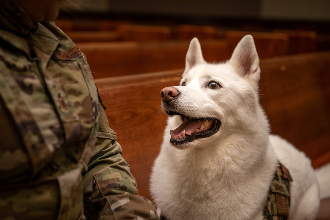 Maverick, a Siberian Husky who functions as the chapel dog for the 502nd Air Base Wing Chaplain Corps, waits for a treat at the Gateway Chapel, Oct. 12, 2021, Joint Base San Antonio - Lackland, Texas.