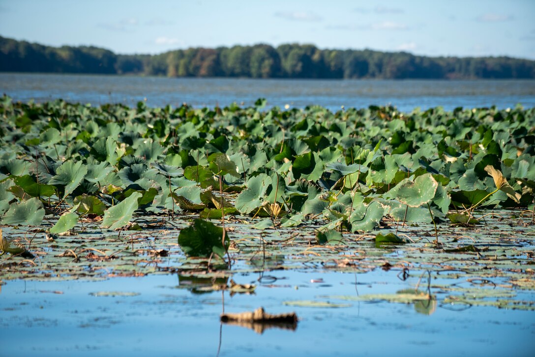 water weeds