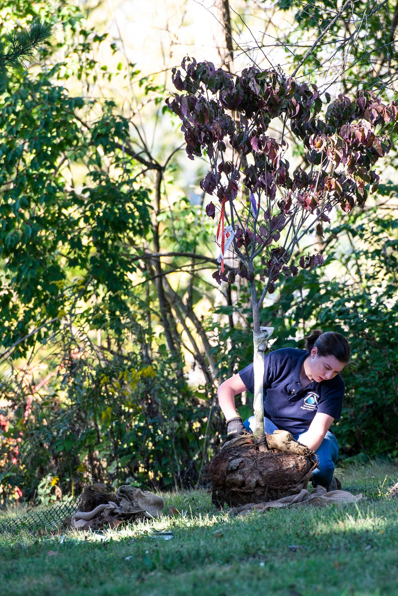 A volunteer plants a tree at the Wright Brothers Memorial