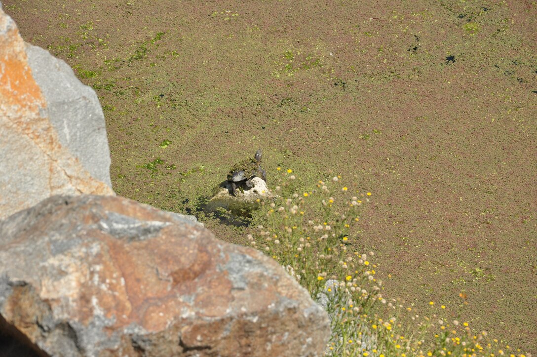 At Aliso Creek, managed by the Laguna Canyon Foundation, pond turtles sunned on the rocks amid the lush foliage along the banks. Wildlife has returned to the area. One of the high priorities at Aliso was removing Arundel or giant reed, an invasive grass resembling bamboo that can grow up to 12 inches per day.