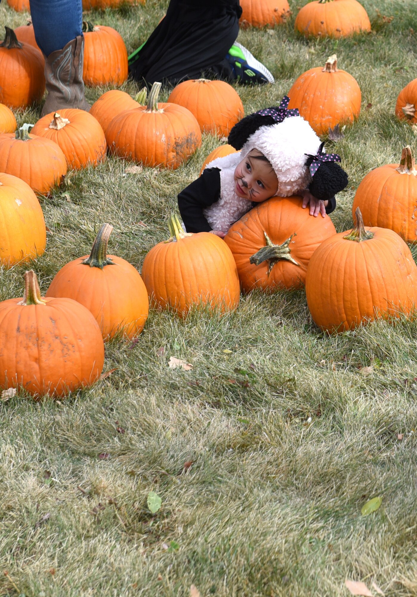 pumpkin patch