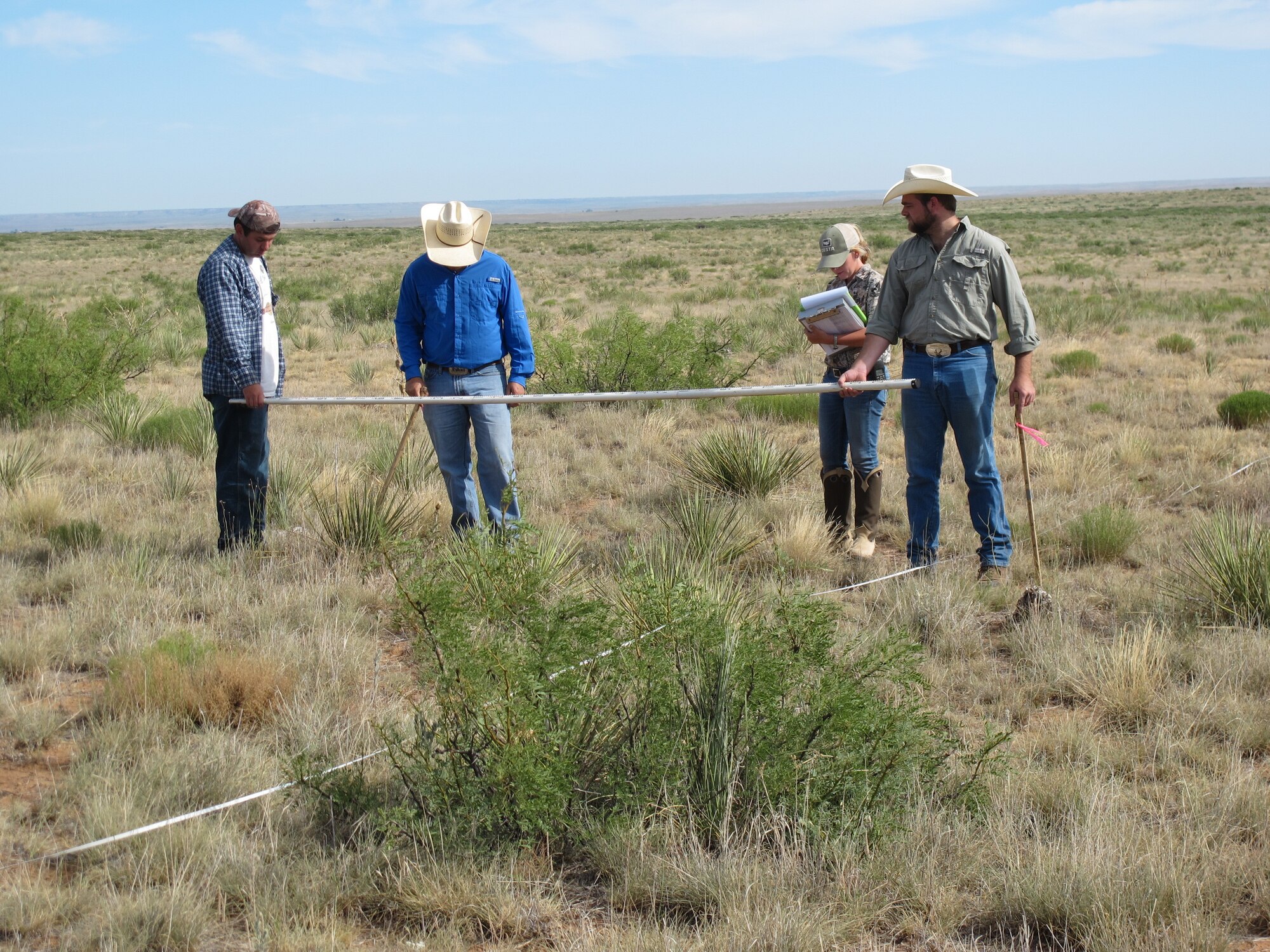 crew inspects invasive Honey Mesquite shrubs