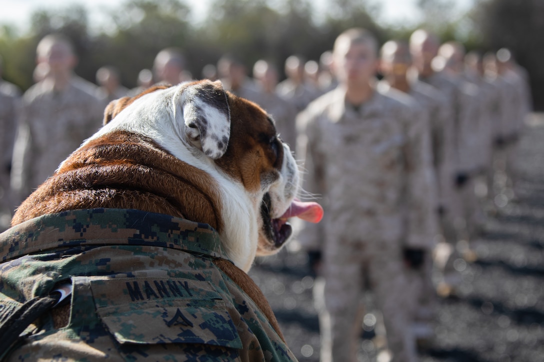 An English bulldog watches Marines as they train in formation.