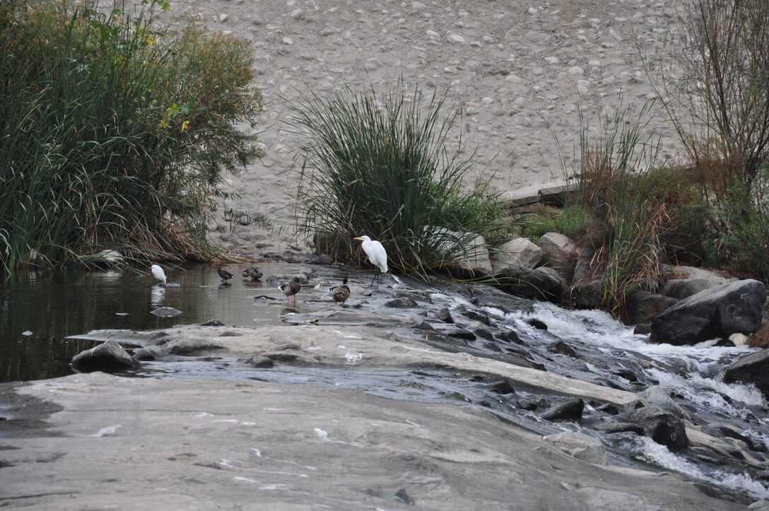 Birds and other wildlife depend on the San Gabriel River and San Jose Creek for nesting. These feathered friends stand on a cement fall in a section of the river between levees. The U.S. Army Corps of Engineers Los Angeles District cleared about 120 acres of riverbank, Sept. 27-Oct. 22, 2021, in a massive cleanup project.