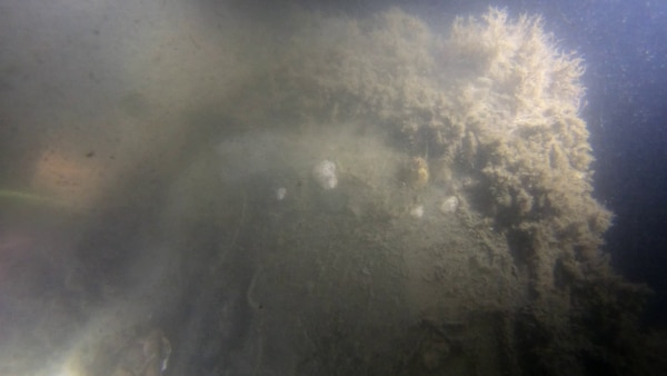 Beneath the marine growth, the aircraft’s windshield is intact.