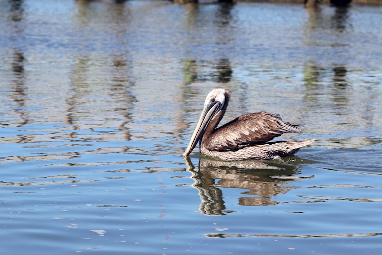 A brown pelican floats in the water in Charleston harbor.