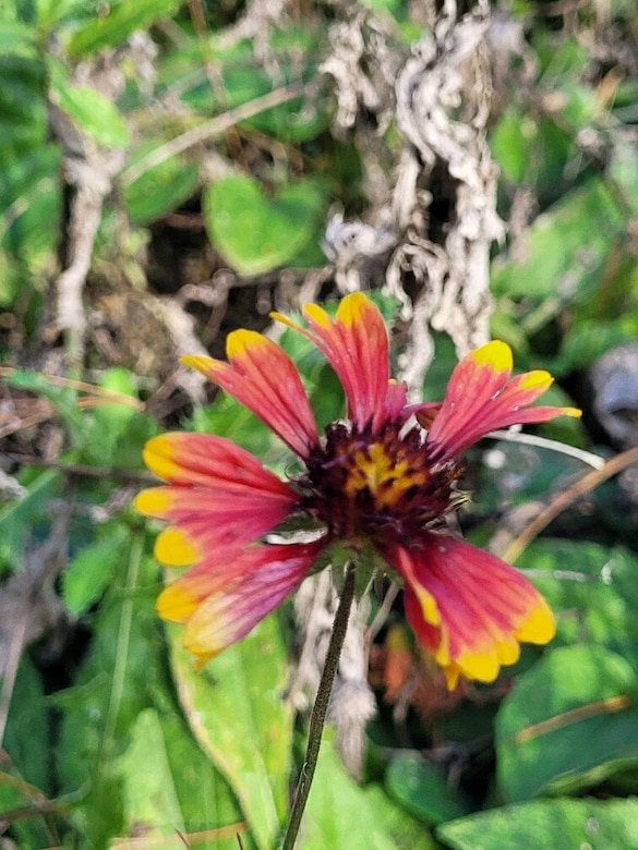 An Indian blanket lower from the pollinator plot at Mosquito Creek Lake. In the spring, lake staff will build pollinator plots on the solarized soil to increase the area’s biodiversity and ecological resiliency (U.S. Army photo by Jamison Conley).