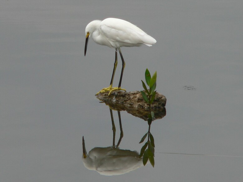 Snowy Egret reflects
