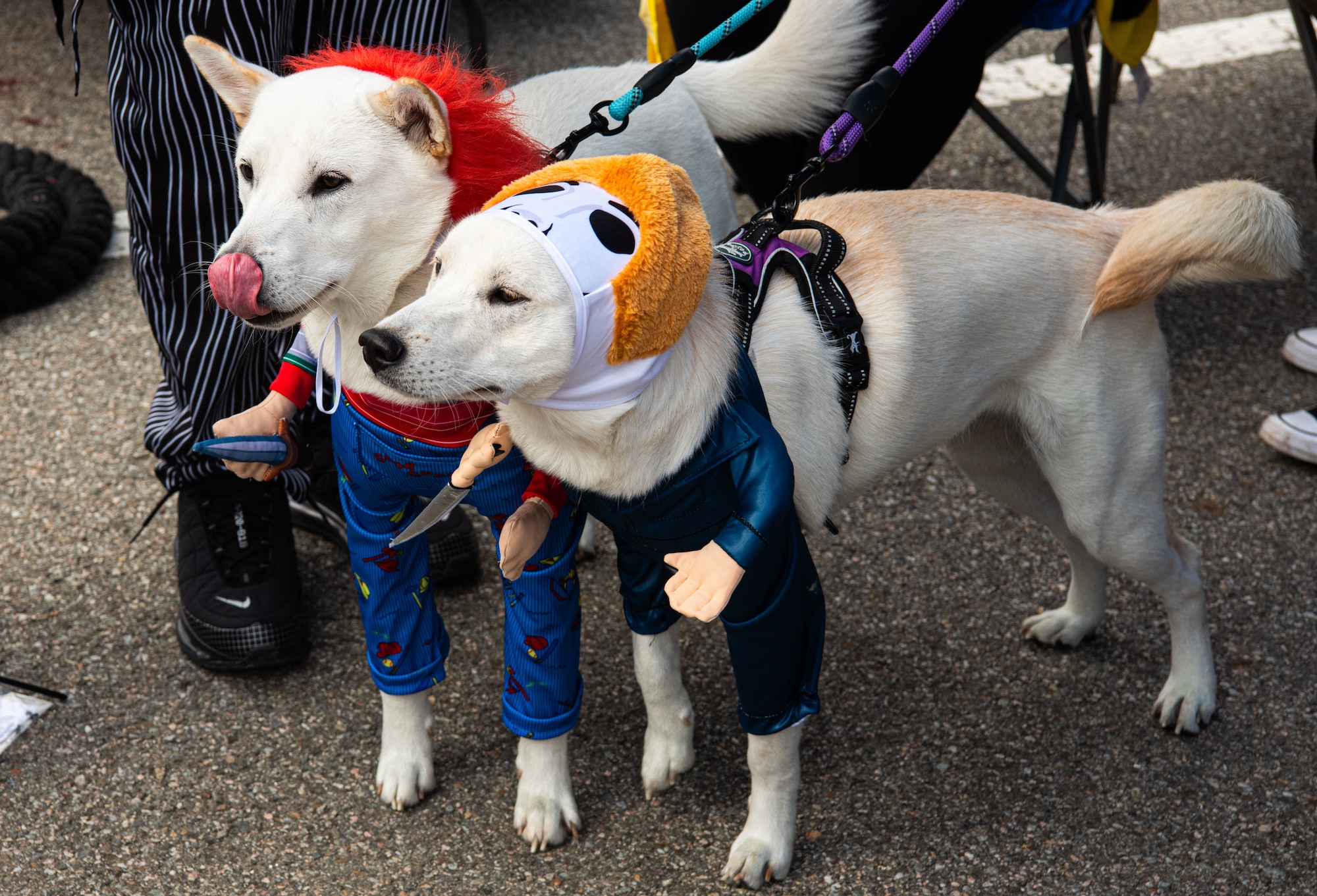 Team Osan family pets watch attendees ‘trunk or treat’ at a Fall Festival & Trunk or Treat event hosted and organized by the 51st Force Support Squadron Oct. 30, 2021, at Osan Air Base, Republic of Korea.