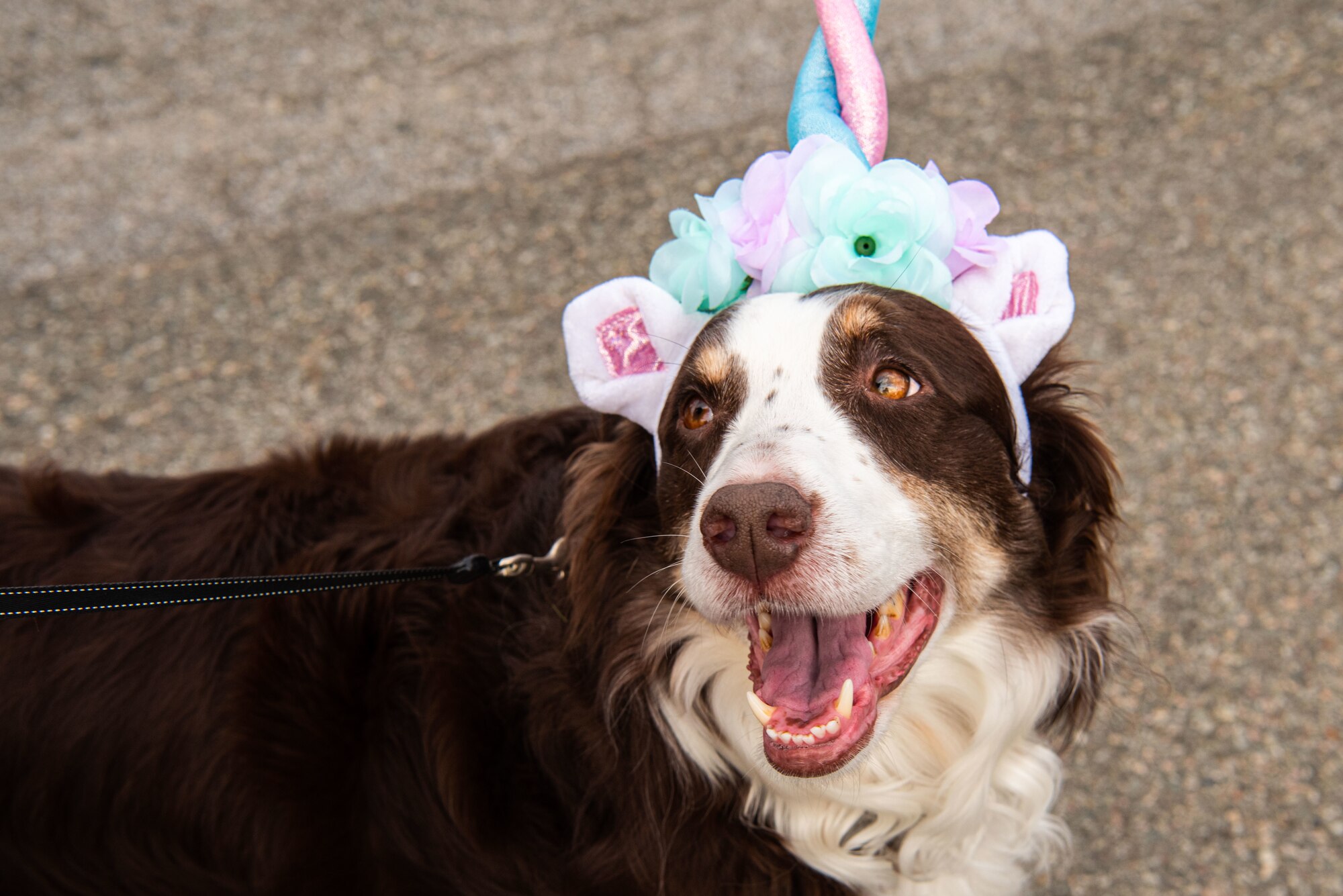 A Team Osan family pet watches attendees ‘trunk or treat’ at a Fall Festival & Trunk or Treat event hosted and organized by the 51st Force Support Squadron Oct. 30, 2021, at Osan Air Base, Republic of Korea.