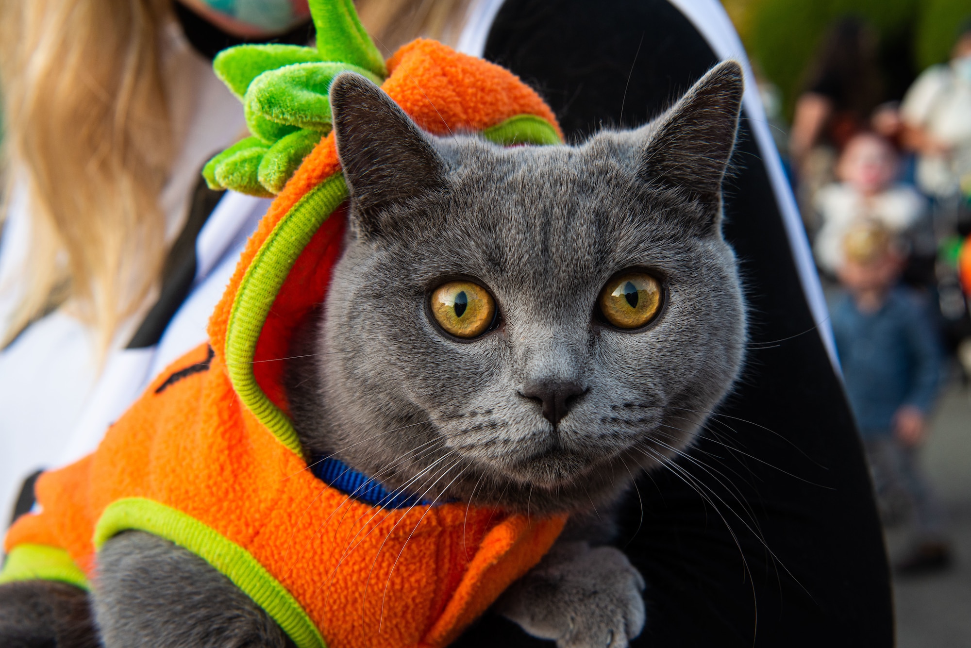 A Team Osan family pet watches attendees ‘trunk or treat’ at a Fall Festival & Trunk or Treat event hosted and organized by the 51st Force Support Squadron Oct. 30, 2021, at Osan Air Base, Republic of Korea.