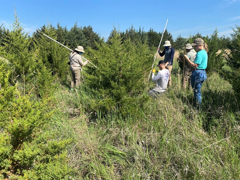 South Dakota State University volunteer, students and staff, measure and tag cedar trees for targeted goat grazing studies on eastern red cedar trees at the U.S. Army Corps of Engineers, Omaha District’s Fort Randall Project near Pickstown, South Dakota, June 10.