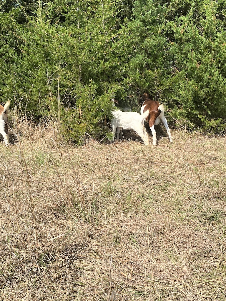 Goats grazing cedar trees for targeted grazing studies on eastern red cedar trees at the U.S. Army Corps of Engineers Omaha District’s Fort Randall Project near Pickstown, South Dakota,  June 18.