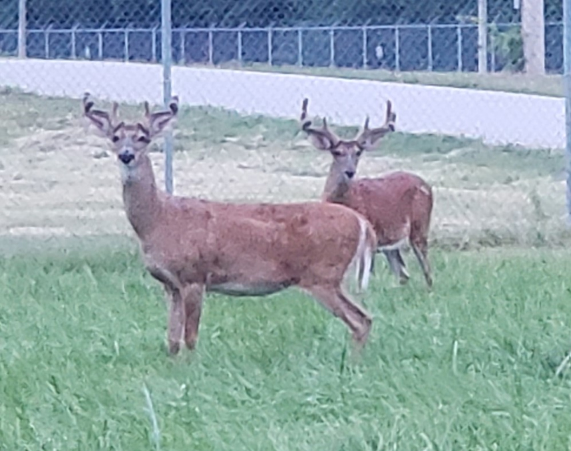 Deer in a field.