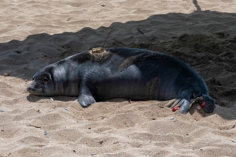 A seal with a device on its back lies on sand.