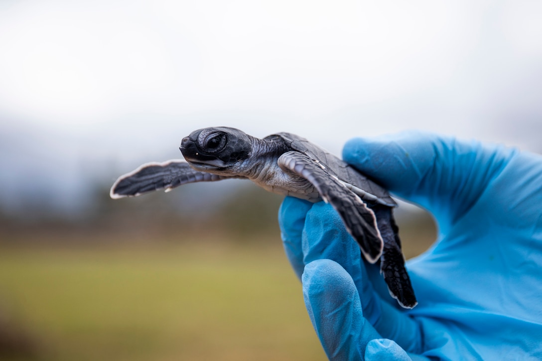 Hand holds up a baby sea turtle.