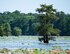 Alligators are common in the marshes of Barksdale’s eastern reservation and biannual controlled hunts ensure that their population does not get out of control.