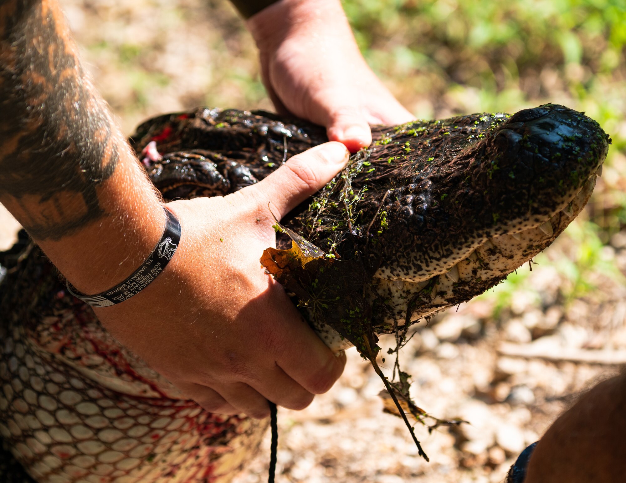 Alligators exert a force of 300 pounds per square inch in a single bite, but lack the same strength to open their jaws.