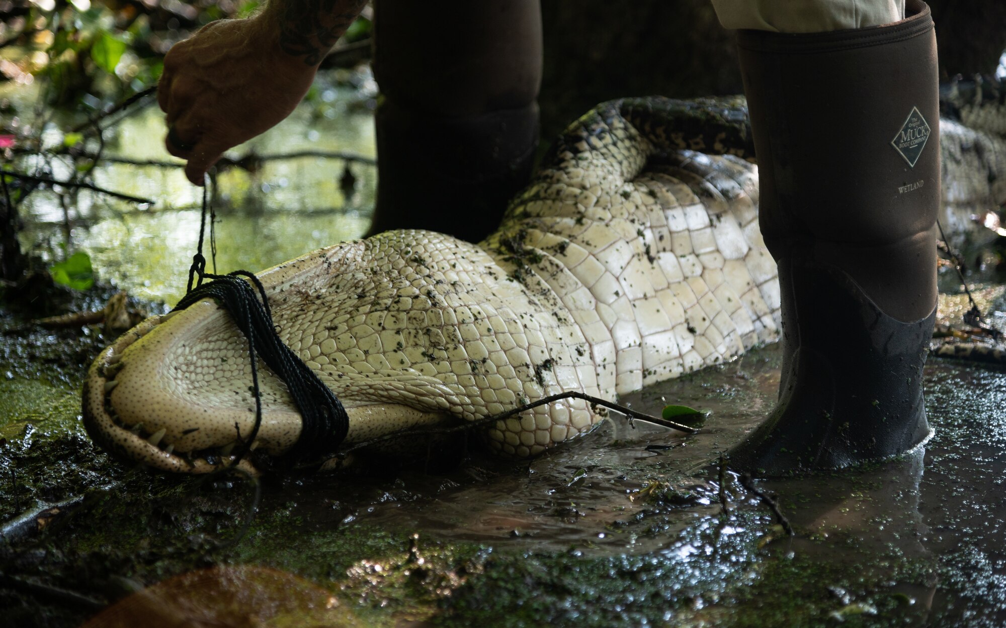 Alligators are common in the marshes of Barksdale’s eastern reservation and biannual controlled hunts ensure that their population does not get out of control.