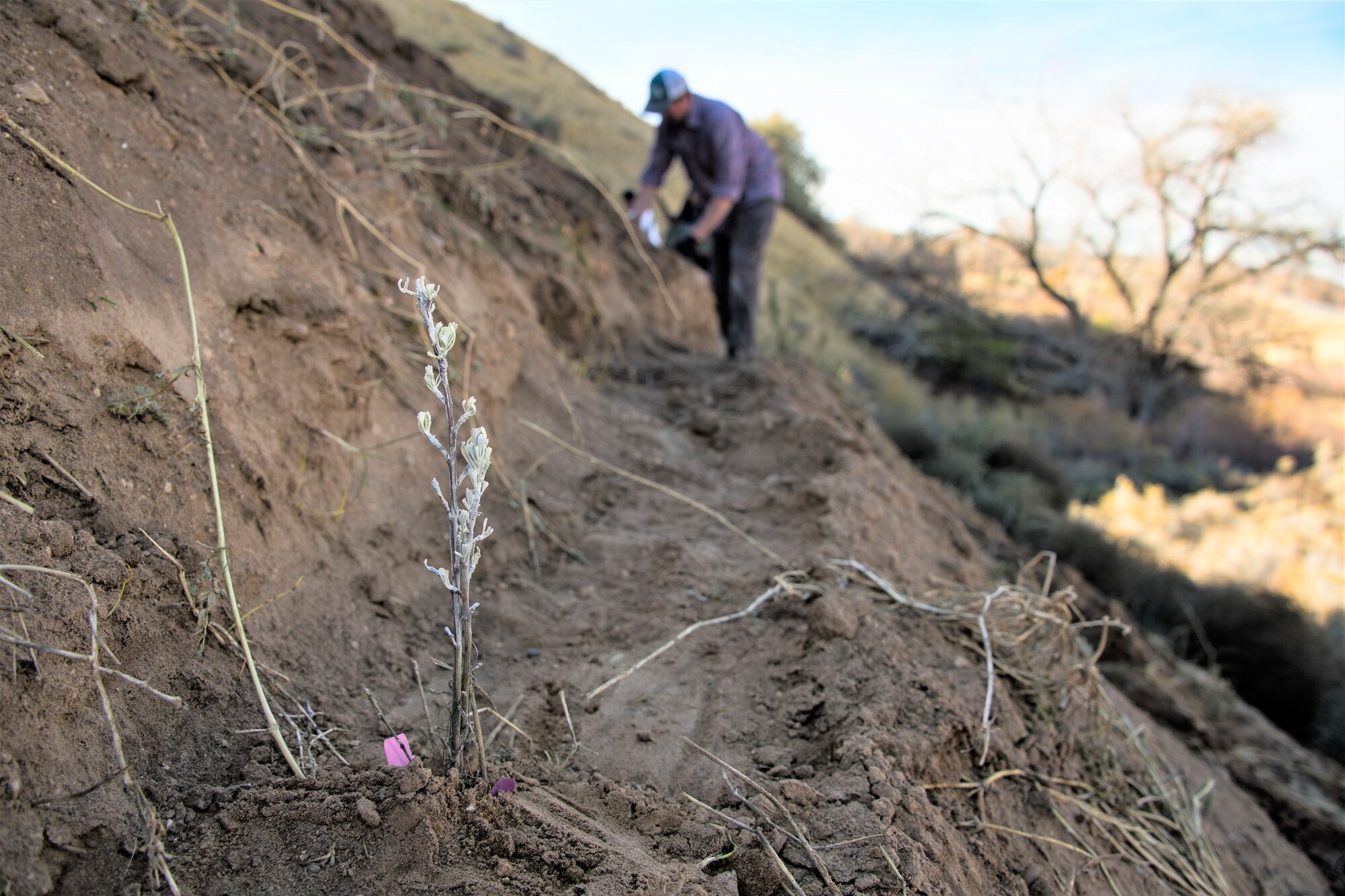 A newly planted sage brush seedling stands on the slope of a former landfill site at Hill Air Force Base.