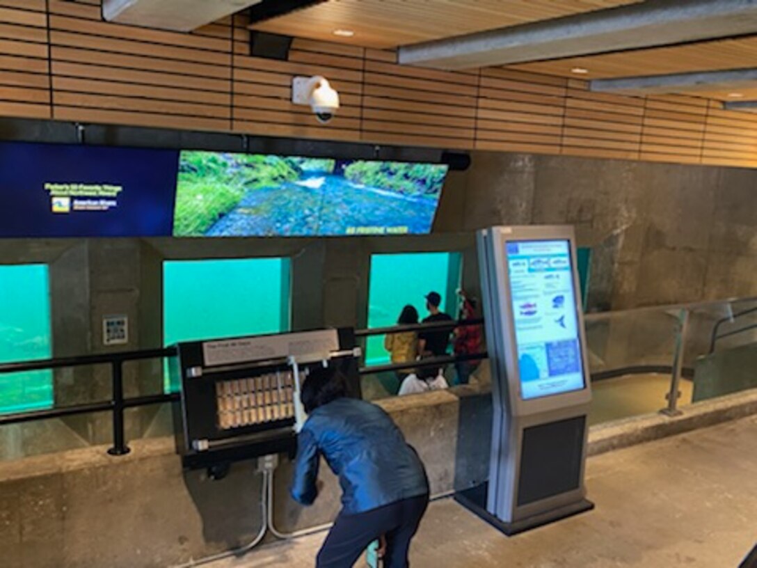 Photo of a woman reading the salmon species displays in the newly renovated fish ladder viewing room.