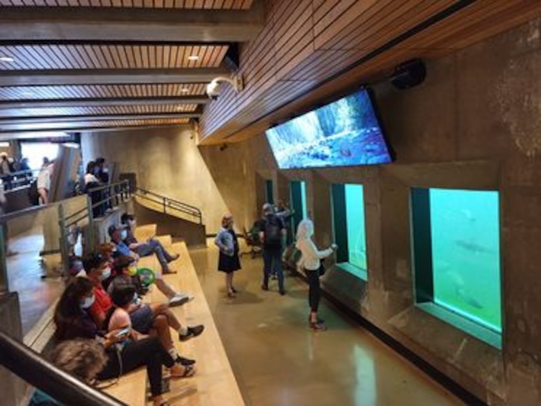 Photo of people sitting in the newly renovated fish ladder viewing room, watching salmon runs, Aug. 16, 2021,