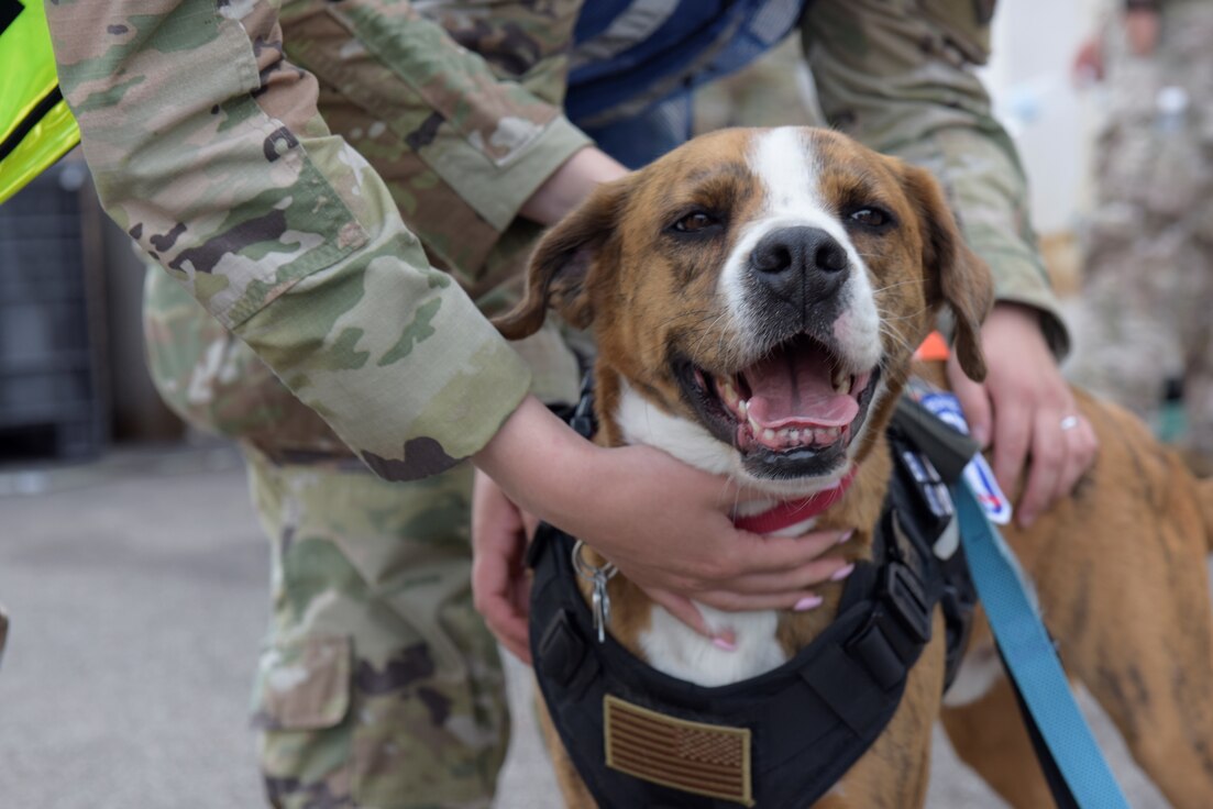 Emotional support animal.