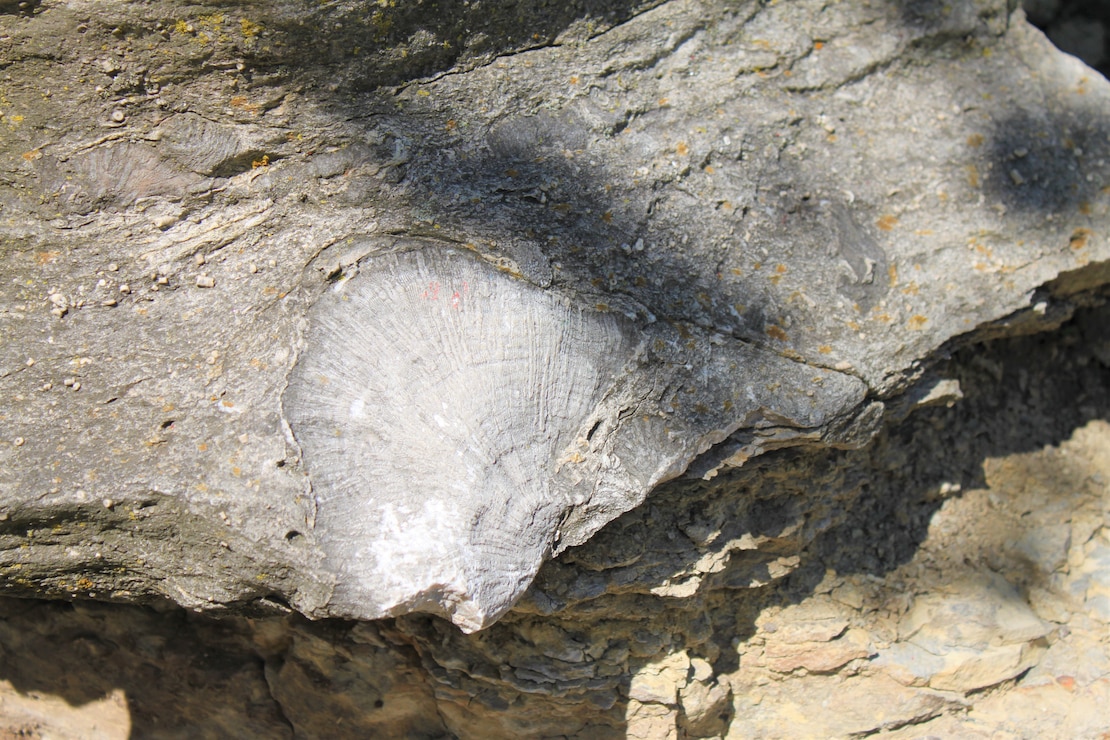 Devonian Fossil Gorge at Coralville Lake