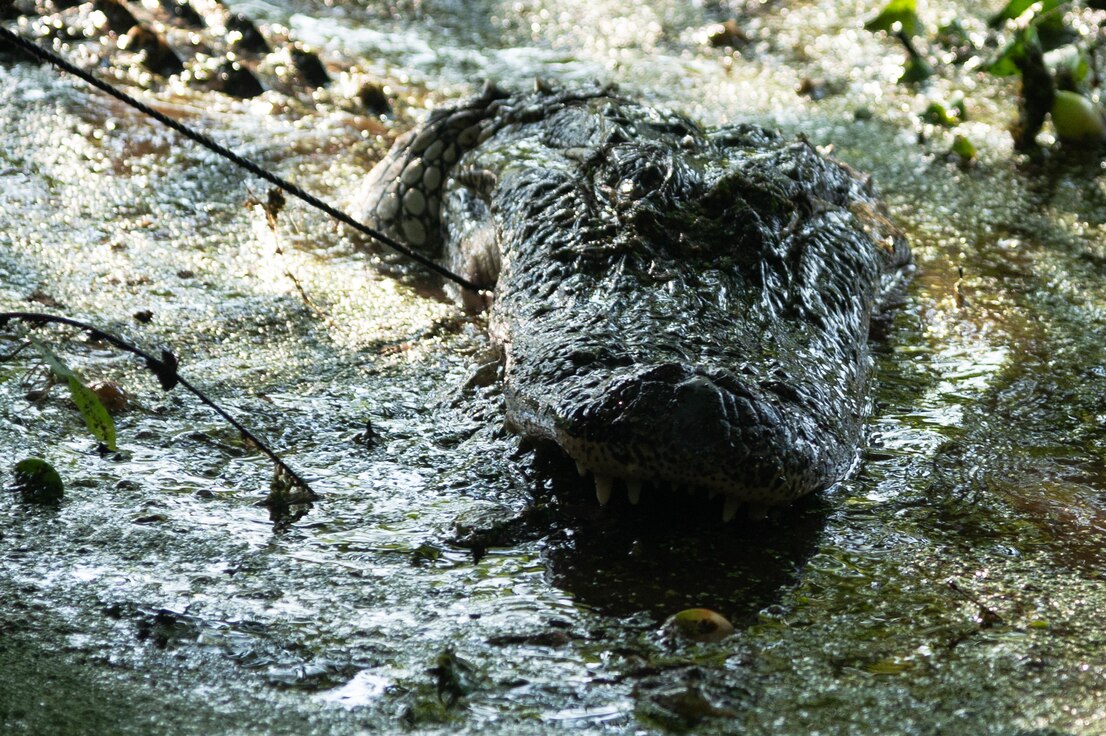 The alligator was reeled in so that a clear shot could be lined up on the animal’s head.